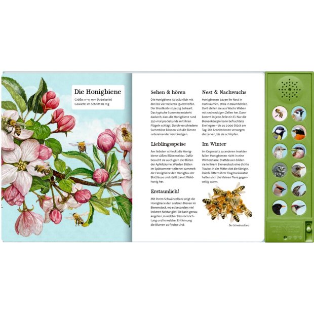 Coppenrath Was singt und summt im Apfelbaum? (Soundbuch)
