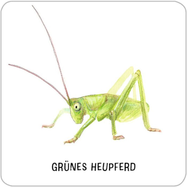 moses Expedition Natur - Das große Insekten Memo