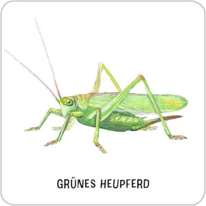 moses Expedition Natur - Das große Insekten Memo