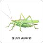 moses Expedition Natur - Das große Insekten Memo