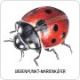 moses Expedition Natur - Das große Insekten Memo