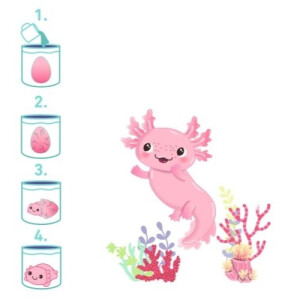 moses Schlüpfender Axolotl violett oder rosa
