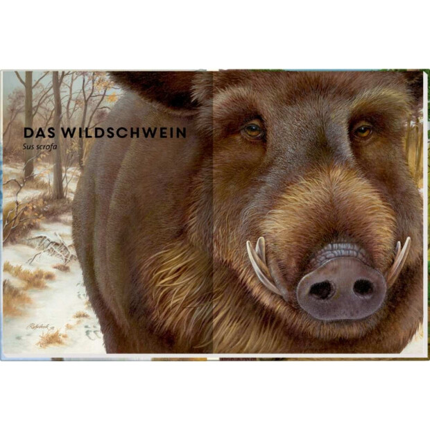 Coppenrath Kinderbuch Lebensgroß - Tiere des Waldes (Nature Zoom)