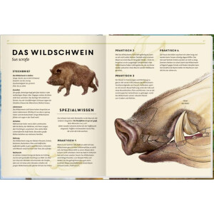 Coppenrath Kinderbuch Lebensgroß - Tiere des Waldes...