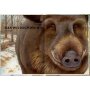 Coppenrath Kinderbuch Lebensgroß - Tiere des Waldes (Nature Zoom)