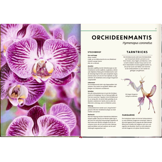 Coppenrath Kinderbuch - Unsichtbar - Meister der Tarnung (Nature Zoom)