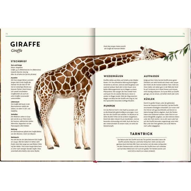 Coppenrath Kinderbuch - Unsichtbar - Meister der Tarnung (Nature Zoom)