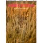 Coppenrath Kinderbuch - Unsichtbar - Meister der Tarnung (Nature Zoom)