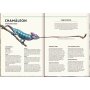 Coppenrath Kinderbuch - Unsichtbar - Meister der Tarnung (Nature Zoom)
