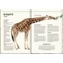 Coppenrath Kinderbuch - Unsichtbar - Meister der Tarnung (Nature Zoom)