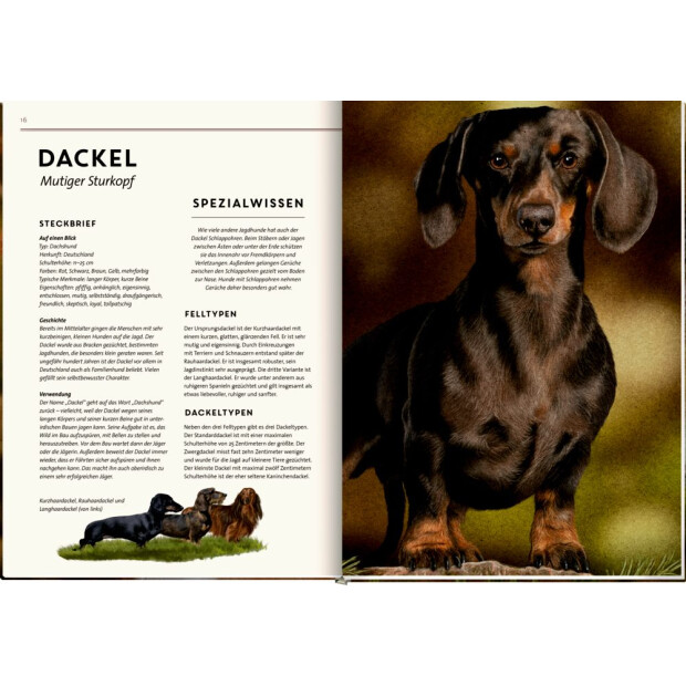 Coppenrath Kinderbuch - Lebensgroß - Hunde, unsere Gefährten
