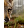 Coppenrath Kinderbuch - Lebensgroß - Hunde, unsere Gefährten