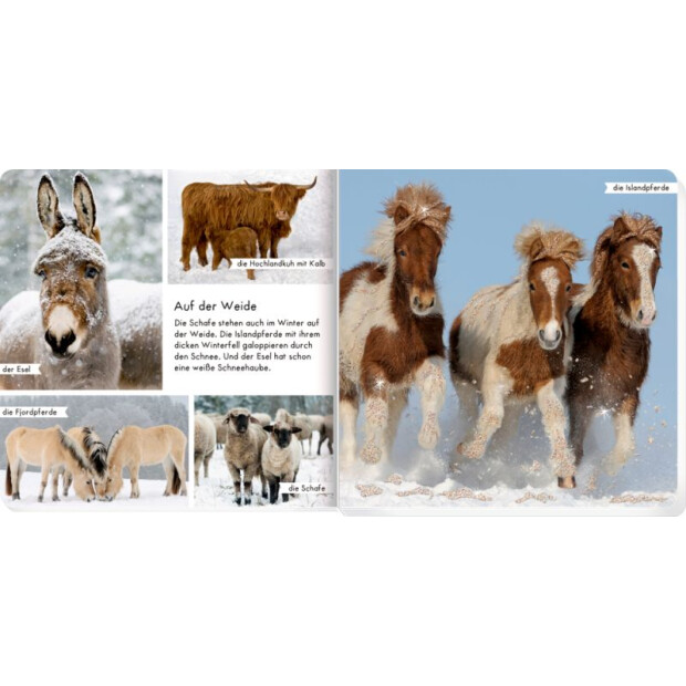 Coppenrath Kinderbuch - Meine liebsten Tiere im Winter