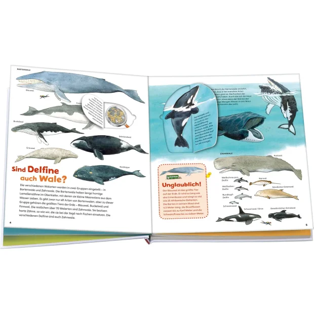 Kinderbuch WAS IST WAS Junior Band 26 Wale und Delfine von Tessloff