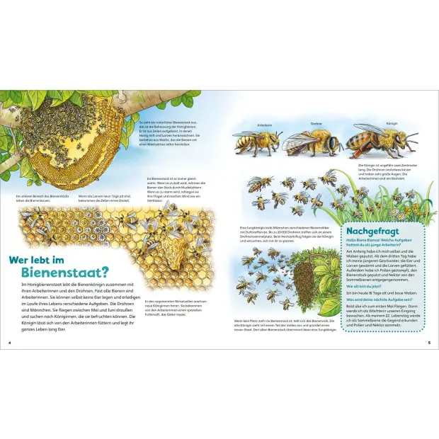 Kinderbuch WAS IST WAS Junior Band 34 Bienen, Wespen, Hummeln von Tessloff