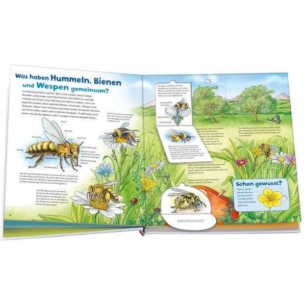 Kinderbuch WAS IST WAS Junior Band 34 Bienen, Wespen, Hummeln von Tessloff