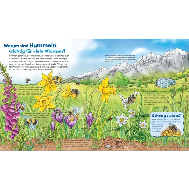 Kinderbuch WAS IST WAS Junior Band 34 Bienen, Wespen, Hummeln von Tessloff