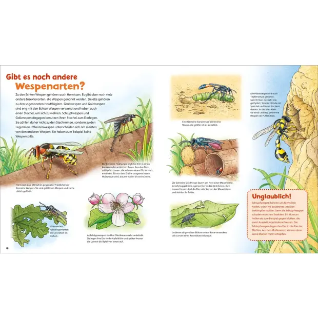 Kinderbuch WAS IST WAS Junior Band 34 Bienen, Wespen, Hummeln von Tessloff