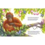 Magellan Kinder-Buch Der kleine Orang-Utan