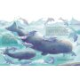 Magellan Kinder-Buch Der kleine Wal